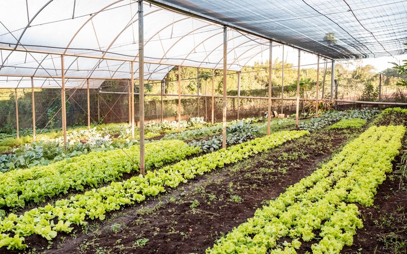 Horta e espaço de Meio Ambiente do Projeto AMMA